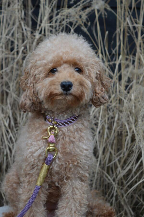 Halsband Ozzy purple - Afbeelding 5
